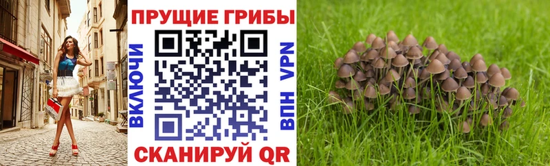 Псилоцибиновые грибы Psilocybine cubensis  где найти   Ялуторовск 